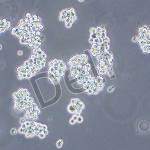 NCI-H716 人結(jié)直腸腺癌細胞