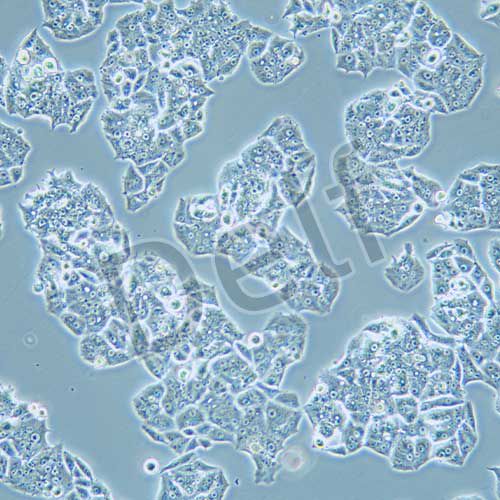 NCI-H1395 人肺腺癌細(xì)胞