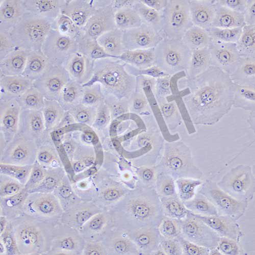 NCI-H1650 人非小細胞肺癌細胞