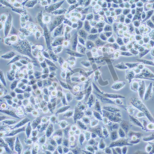 NCI-H1703 人肺鱗癌細(xì)胞