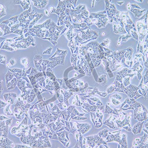 NCI-H1944 人肺癌細(xì)胞