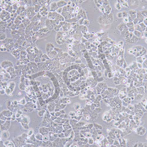 NCI-H2126 人肺癌細(xì)胞