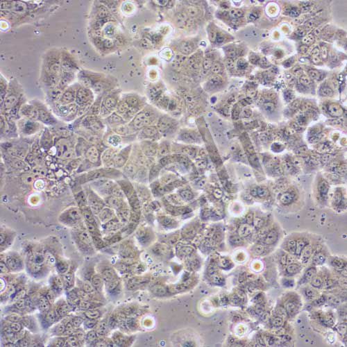 NCI-H2126 人肺癌細(xì)胞