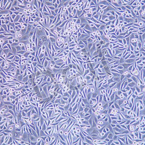 NCTC clone 929 小鼠成纖維細(xì)胞