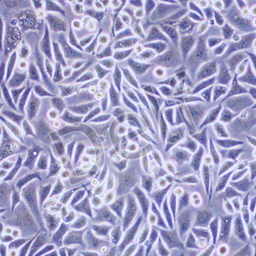 NCTC clone 929 小鼠成纖維細(xì)胞