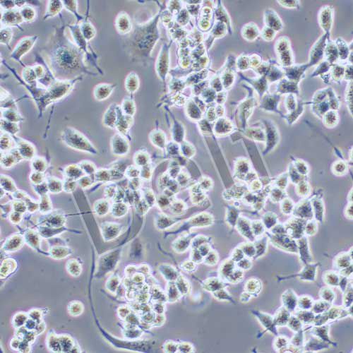 neuro-2a(N2A)小鼠腦神經(jīng)瘤細(xì)胞
