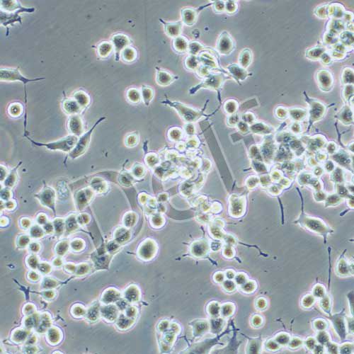NG108-15 小鼠神經(jīng)細胞瘤與大鼠神經(jīng)膠質(zhì)瘤之融合細胞