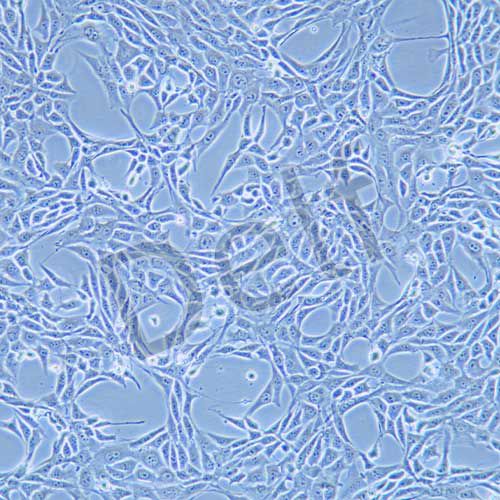 NIH/3T3 小鼠胚胎成纖維細胞