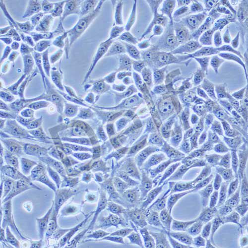 NIH/3T3 小鼠胚胎成纖維細胞
