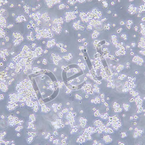 NR8383 大鼠肺泡巨噬細(xì)胞