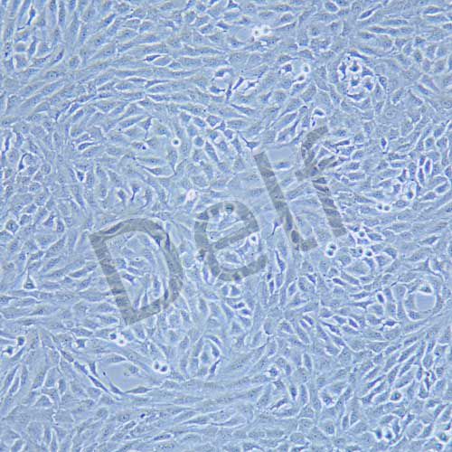 NRK-49F 正常大鼠腎細(xì)胞
