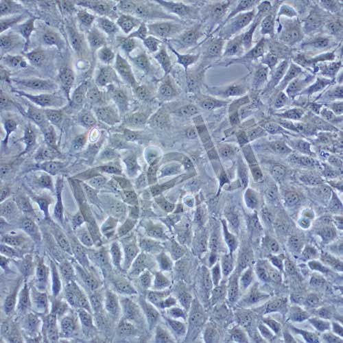 NRK-49F 正常大鼠腎細(xì)胞