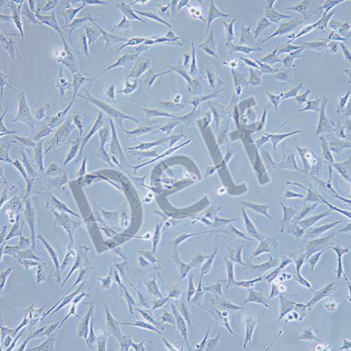 OAR-L1 綿羊肺成纖維細(xì)胞