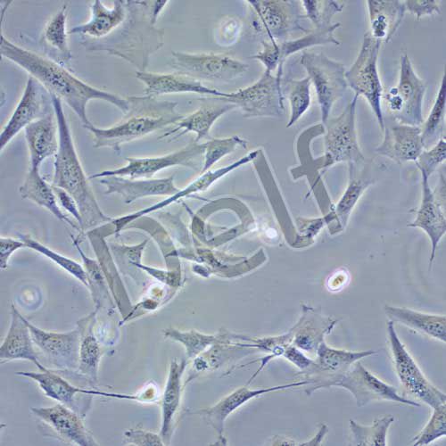 OAR-L1 綿羊肺成纖維細(xì)胞