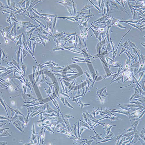 OCM1A 人眼脈絡黑色素瘤細胞