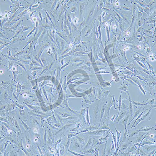 Ocut-2C 人甲狀腺癌細(xì)胞(未分化)