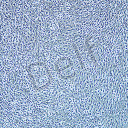 OLN-93 大鼠少突膠質(zhì)前體細胞系