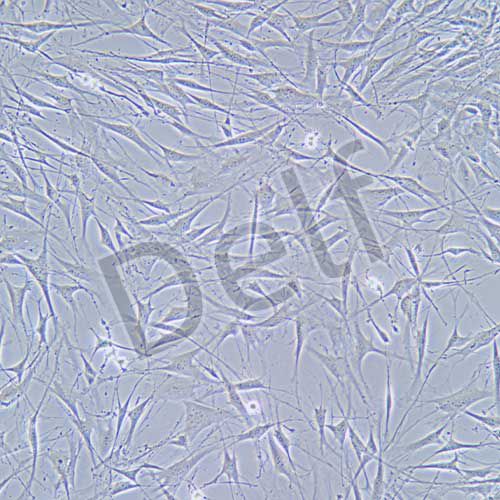 OP9 小鼠骨髓基質(zhì)細胞