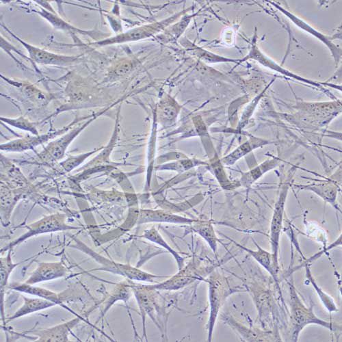 OP9 小鼠骨髓基質(zhì)細胞
