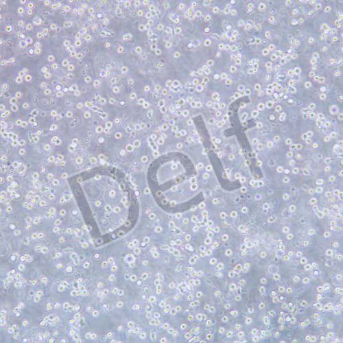 P815 小鼠肥大細胞瘤細胞