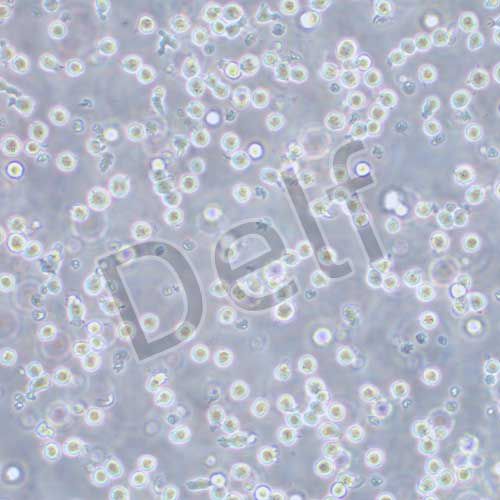 P815 小鼠肥大細胞瘤細胞