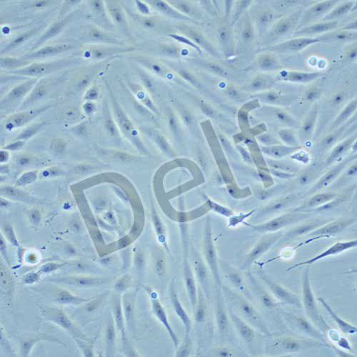 pac2 斑馬魚胚胎成纖維細胞