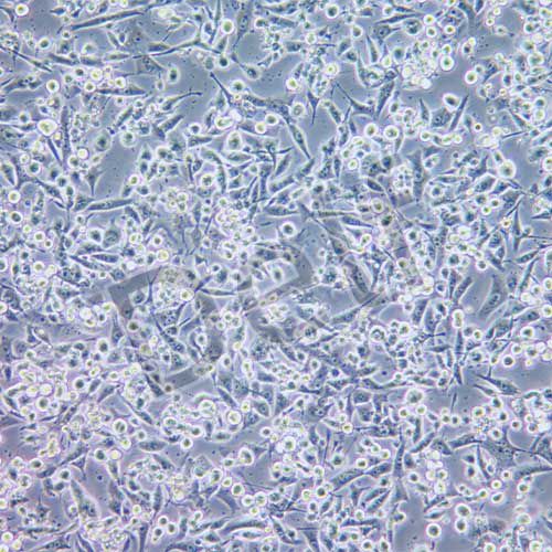 PANC-1 人胰腺癌細(xì)胞