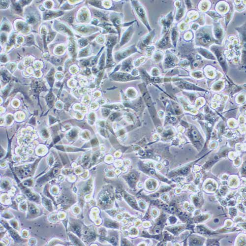 PANC-1 人胰腺癌細(xì)胞