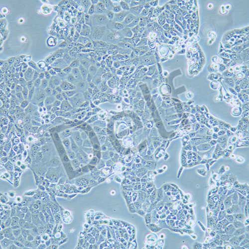 PANC10.05 人胰腺癌細(xì)胞