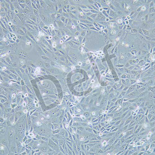 PANC 03.27 人胰腺癌細(xì)胞