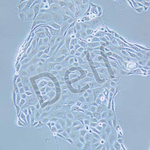 PANC 05.04 人胰腺癌細(xì)胞