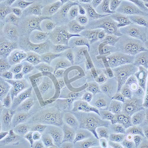 PANC 05.04 人胰腺癌細(xì)胞