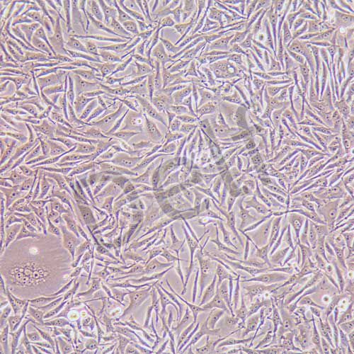 PC-3 人前列腺癌細(xì)胞