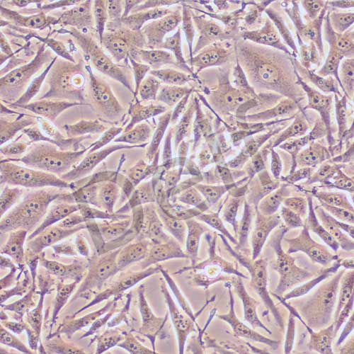 PC-3 人前列腺癌細(xì)胞