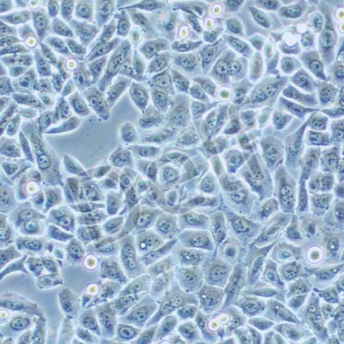 PC-9 人肺癌細胞