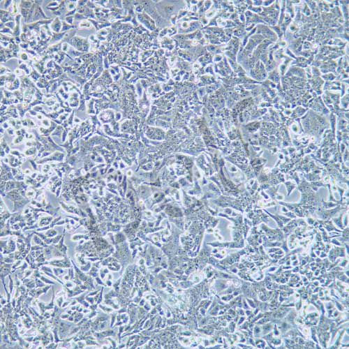 PC-12低分化 大鼠腎上腺嗜鉻細(xì)胞瘤細(xì)胞 低分化