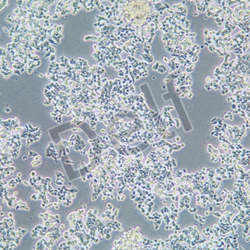 PC-12未分化 大鼠腎上腺嗜鉻細(xì)胞瘤細(xì)胞 未分化