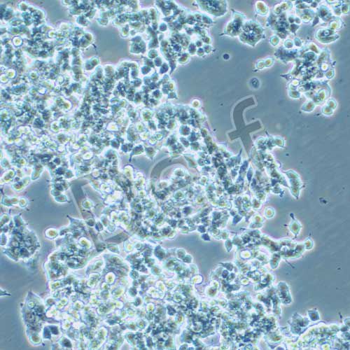 PC-12未分化 大鼠腎上腺嗜鉻細(xì)胞瘤細(xì)胞 未分化