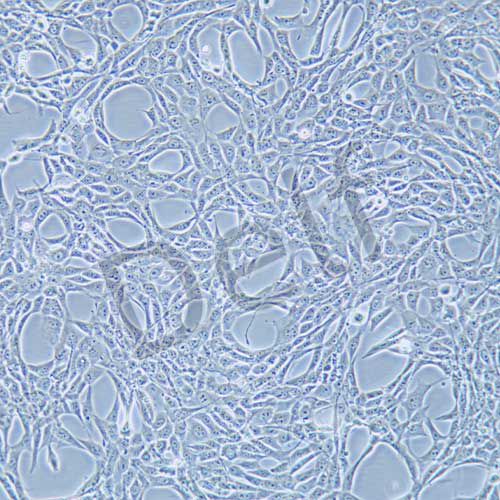 PT-67 小鼠逆轉(zhuǎn)錄病毒包裝株