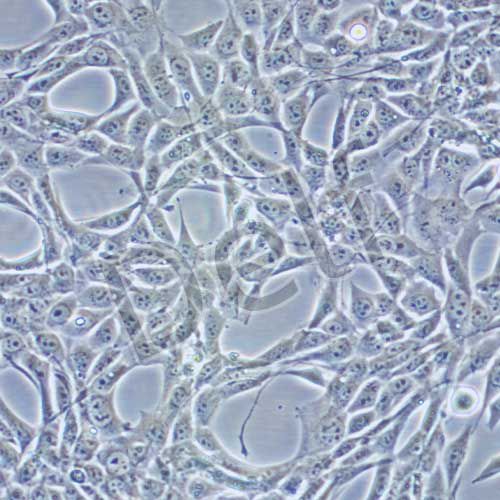 PT-67 小鼠逆轉(zhuǎn)錄病毒包裝株