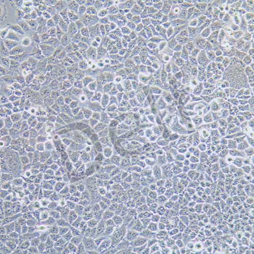 QSG-7701 人正常肝細胞