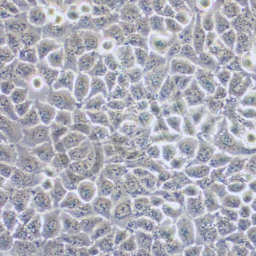 QSG-7701 人正常肝細胞