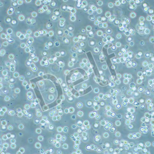 RAMOS 人B淋巴細(xì)胞瘤細(xì)胞