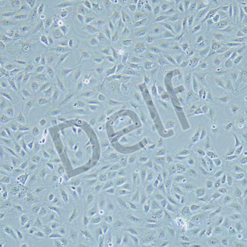 RBL-2H3 大鼠嗜堿性白血病細(xì)胞