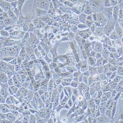 RENCA 小鼠腎癌細(xì)胞