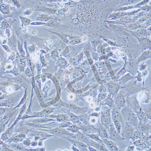 RGC-5 小鼠視網(wǎng)膜神經(jīng)節(jié)細(xì)胞