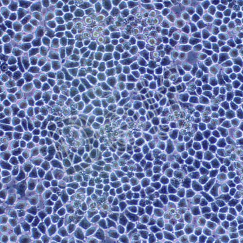 RH-35 大鼠肝癌細胞