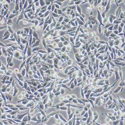 RKO 人結(jié)腸腺癌細(xì)胞