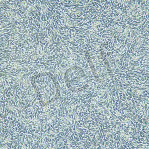RM-1 小鼠前列腺癌細(xì)胞
