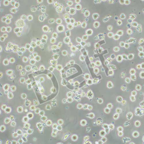 RPMI8226 人多發(fā)性骨髓瘤外周血B淋巴細(xì)胞